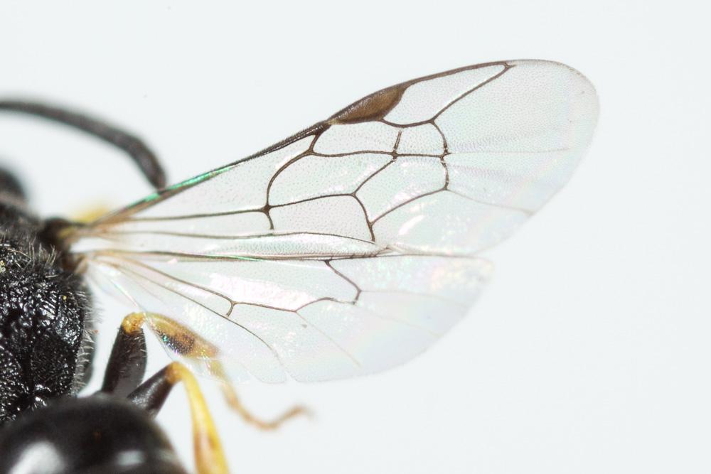 Hylaeus pictipes Nylander, 1852