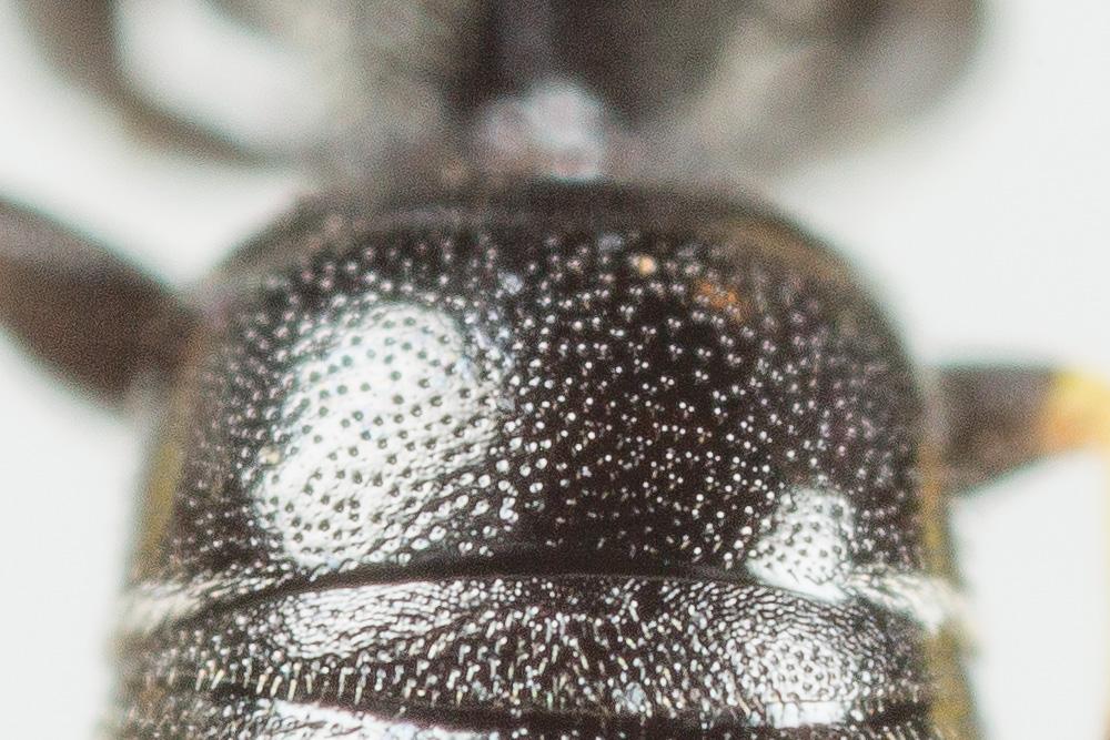 Hylaeus pictipes Nylander, 1852