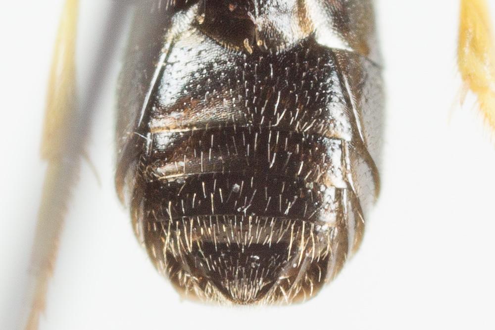 Hylaeus pictipes Nylander, 1852