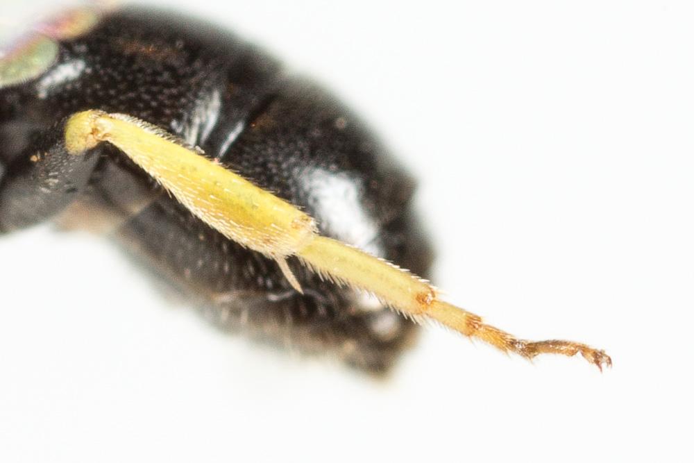 Hylaeus pictipes Nylander, 1852