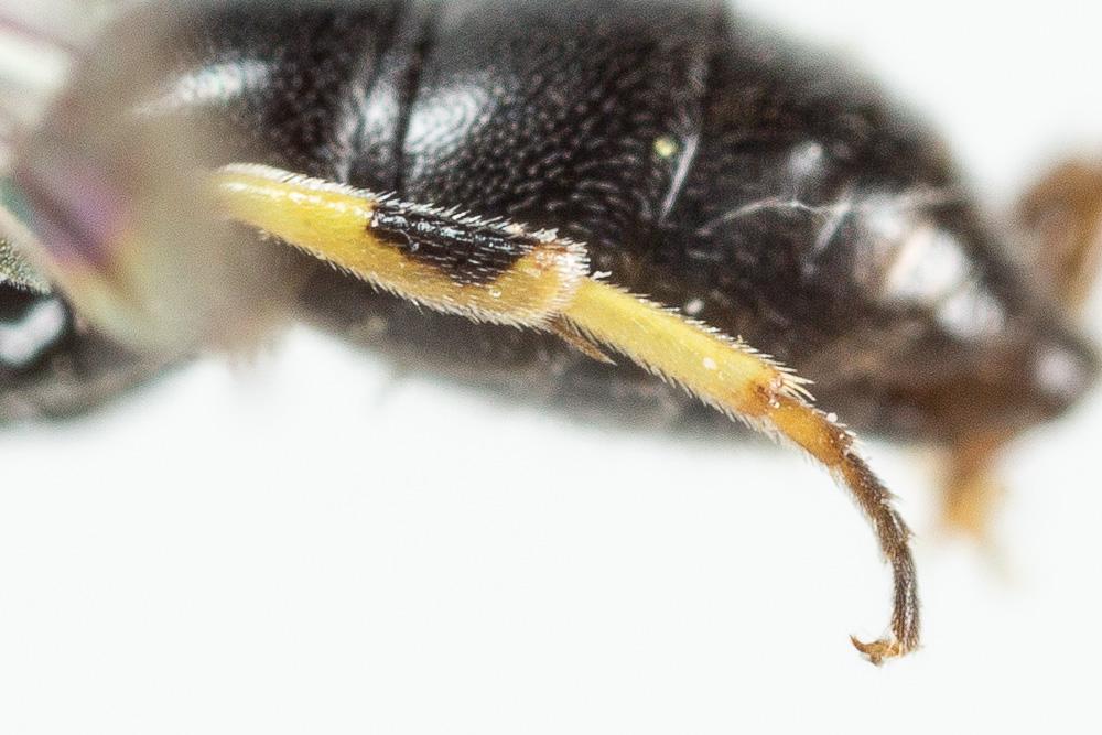  Hylaeus pictipes Nylander, 1852