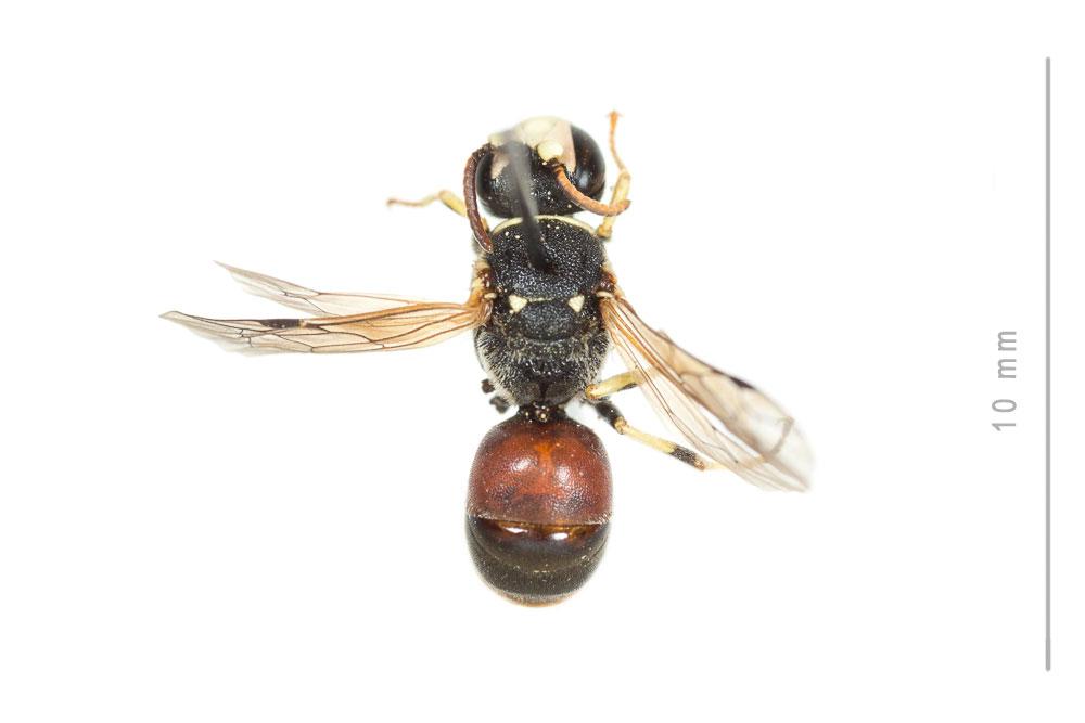 Hylaeus meridionalis Förster, 1871