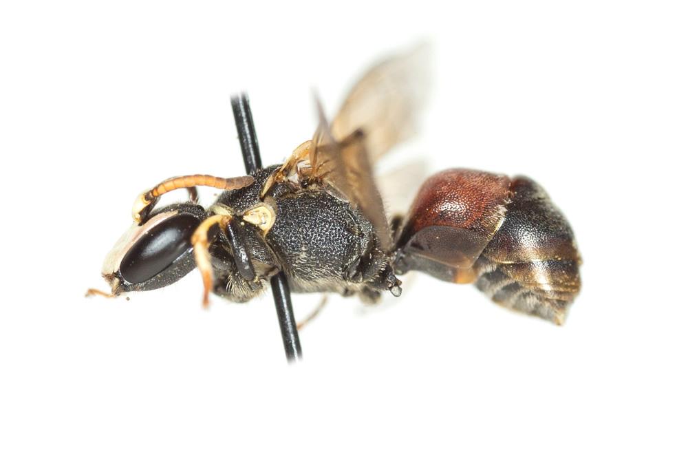 Hylaeus meridionalis Förster, 1871