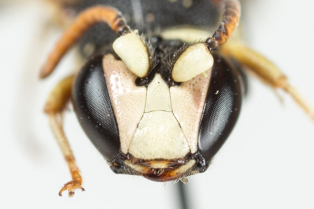 Hylaeus meridionalis Förster, 1871