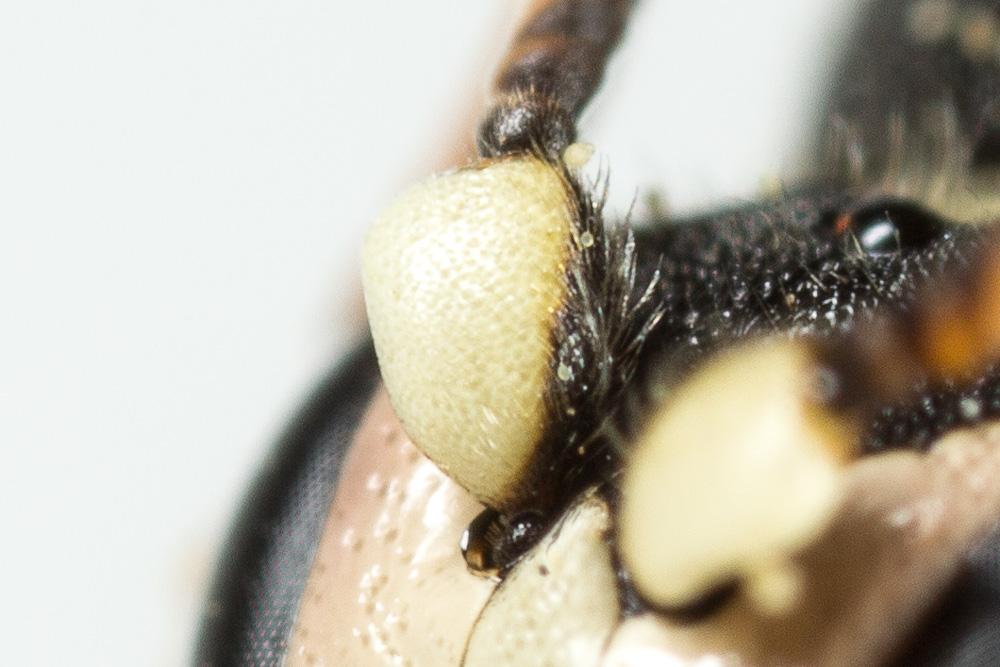  Hylaeus meridionalis Förster, 1871