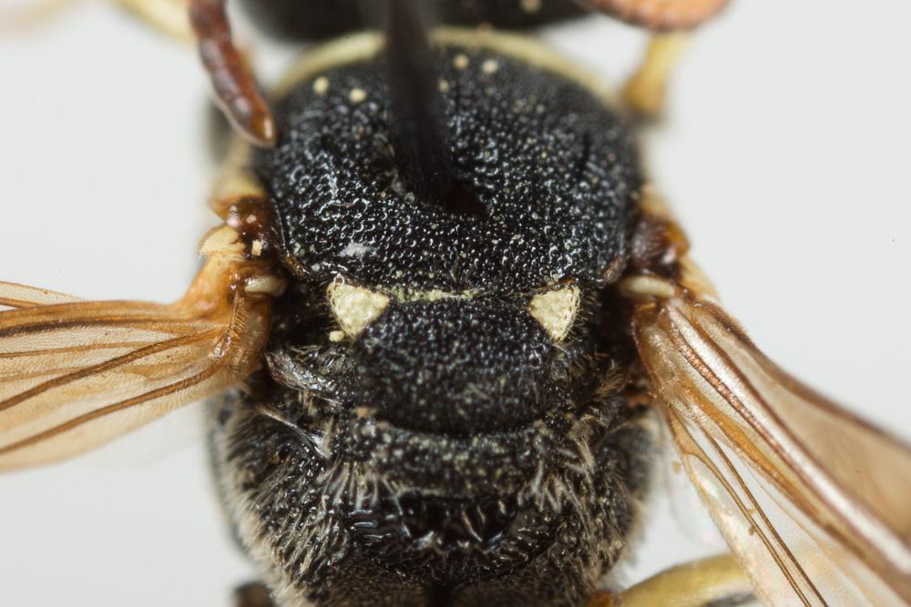 Hylaeus meridionalis Förster, 1871
