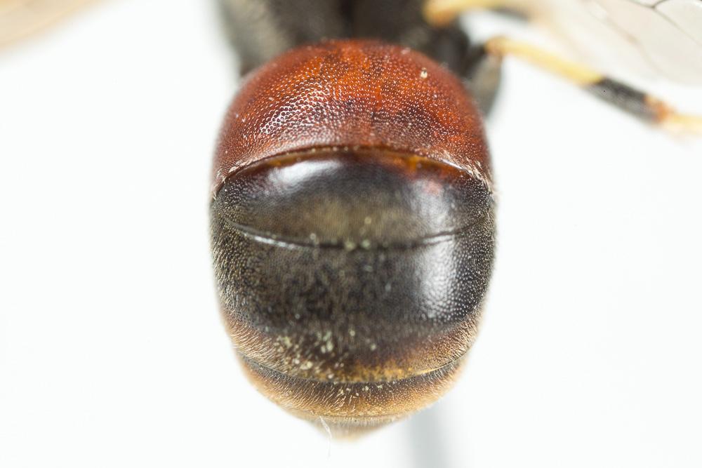 Hylaeus meridionalis Förster, 1871