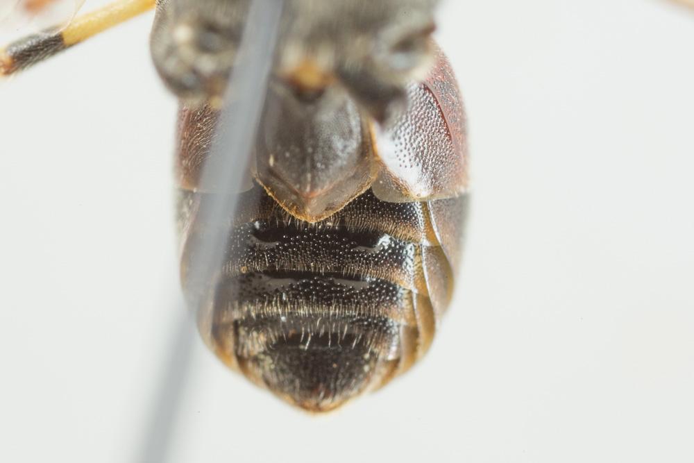 Hylaeus meridionalis Förster, 1871