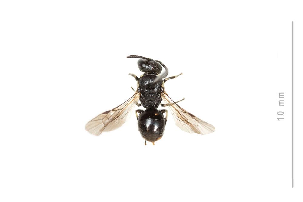 Hylaeus leptocephalus (Morawitz, 1870)