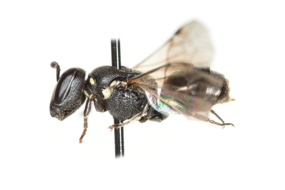 Hylaeus leptocephalus (Morawitz, 1870)