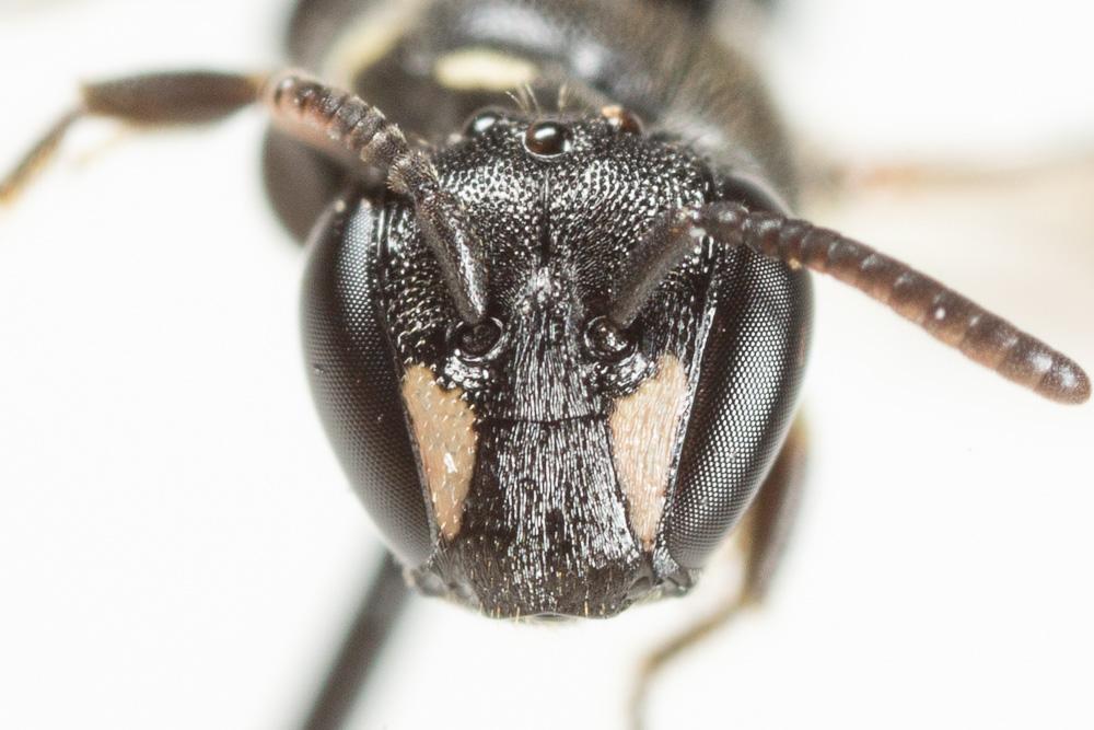 Hylaeus leptocephalus (Morawitz, 1870)
