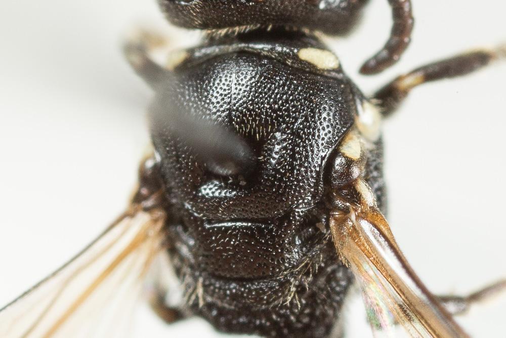  Hylaeus leptocephalus (Morawitz, 1870)