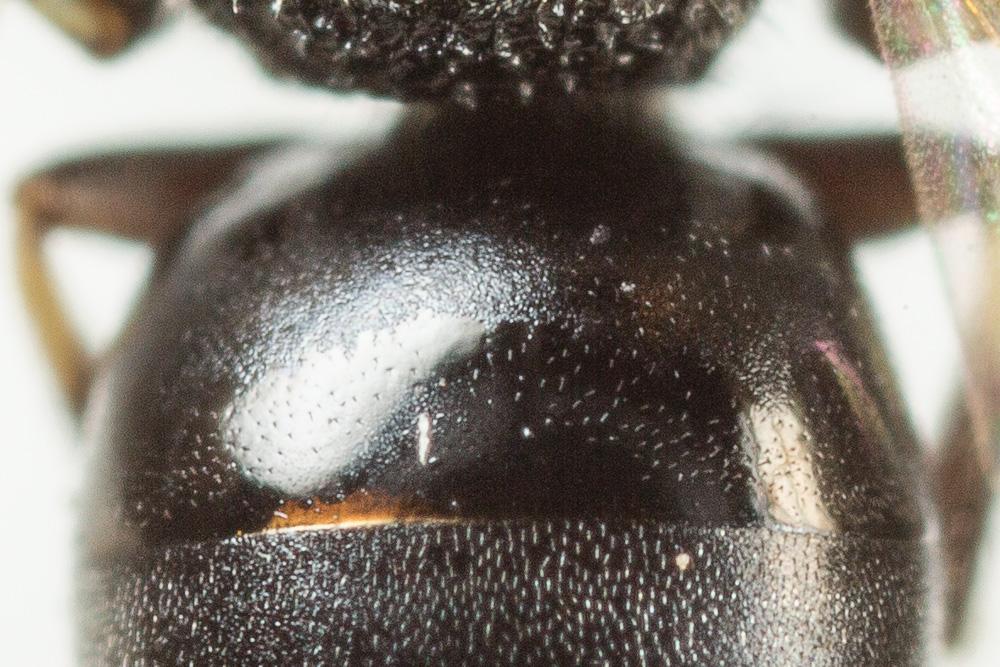 Hylaeus leptocephalus (Morawitz, 1870)