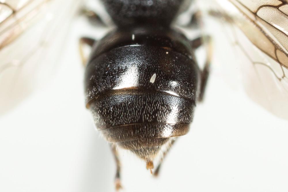 Hylaeus leptocephalus (Morawitz, 1870)