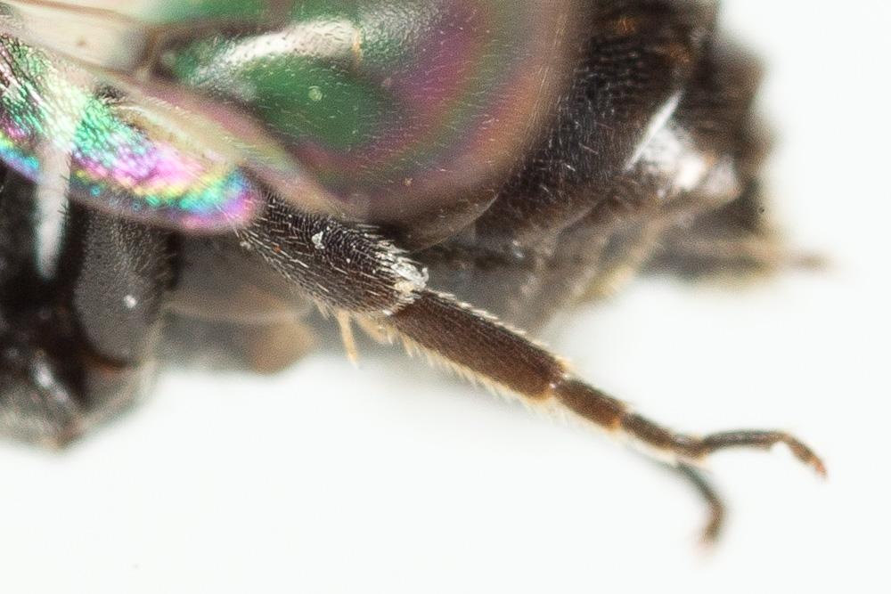 Hylaeus leptocephalus (Morawitz, 1870)