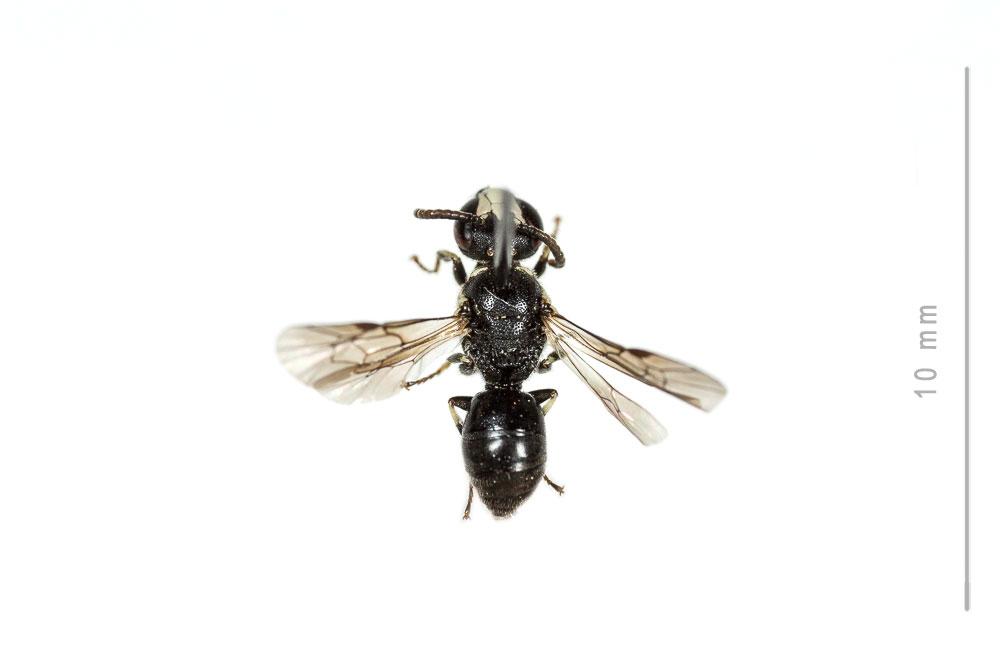  Hylaeus leptocephalus (Morawitz, 1870)