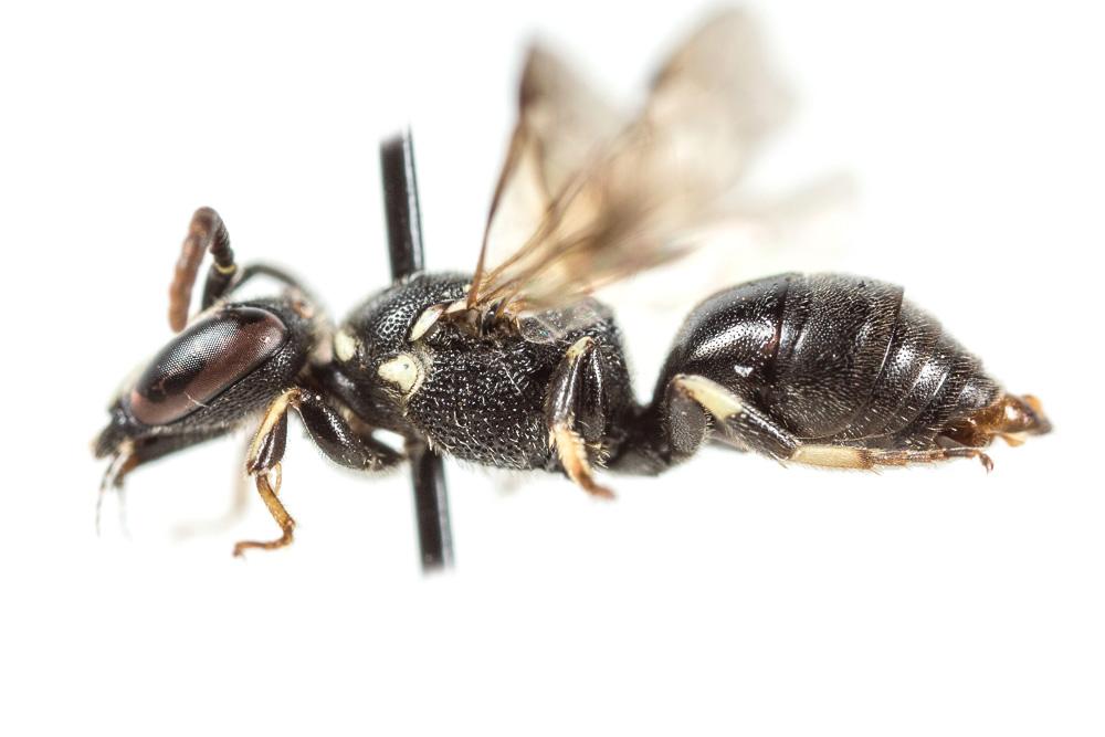 Hylaeus leptocephalus (Morawitz, 1870)