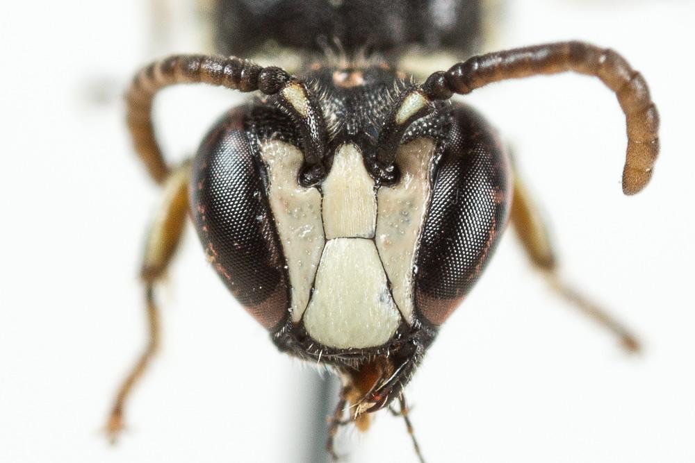 Hylaeus leptocephalus (Morawitz, 1870)