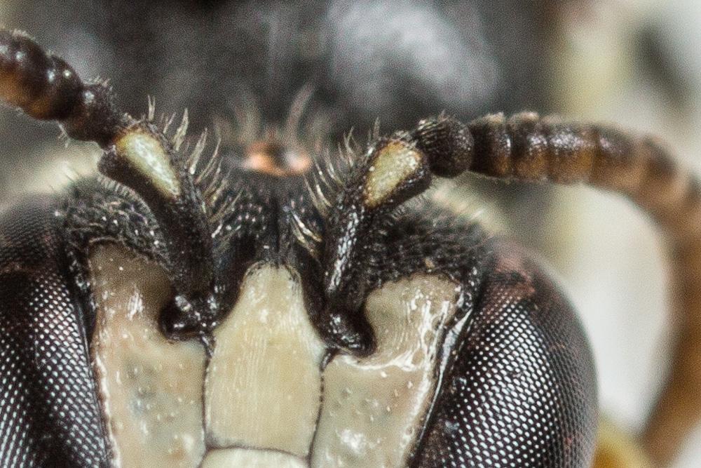 Hylaeus leptocephalus (Morawitz, 1870)