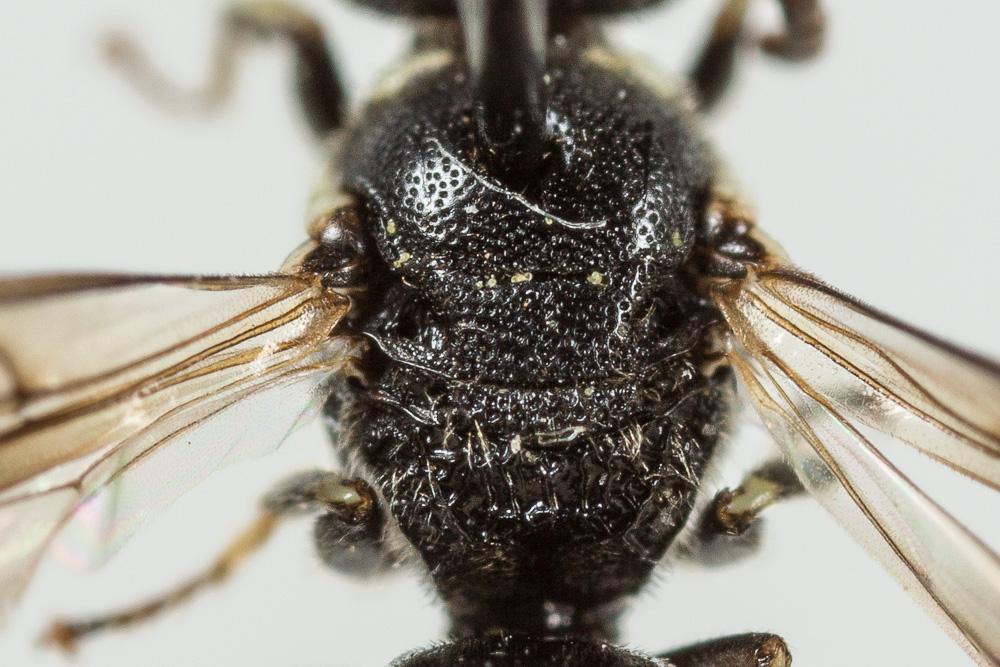 Hylaeus leptocephalus (Morawitz, 1870)