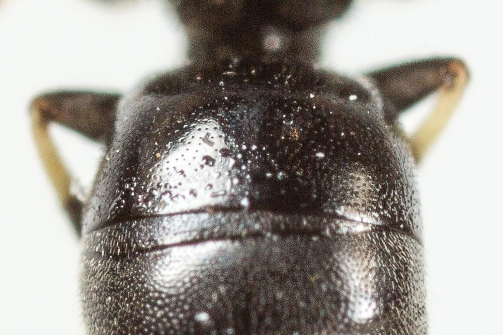  Hylaeus leptocephalus (Morawitz, 1870)
