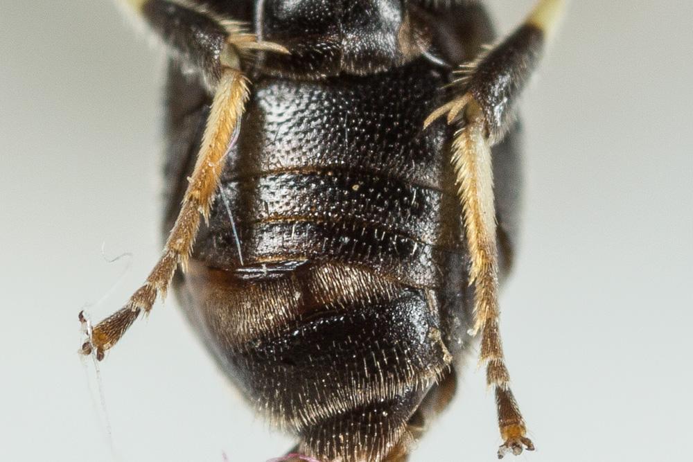 Hylaeus leptocephalus (Morawitz, 1870)