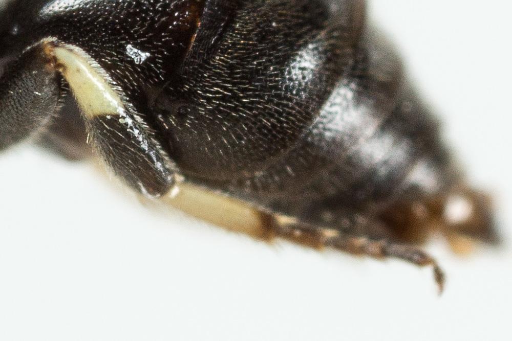  Hylaeus leptocephalus (Morawitz, 1870)