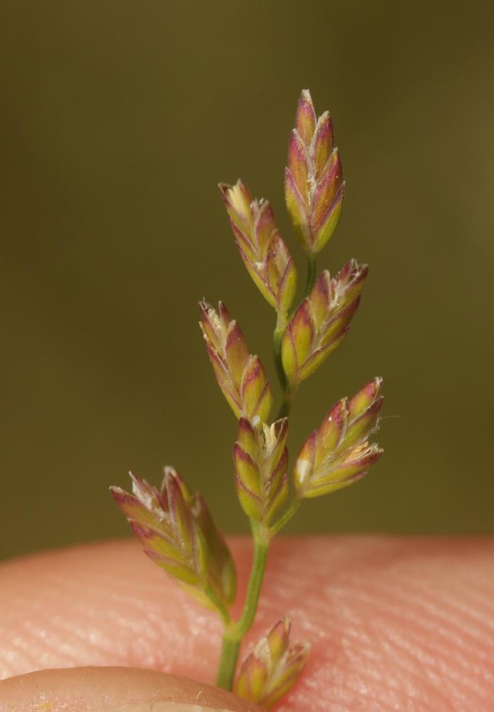 Pâturin comprimé, Pâturin à tiges aplaties Poa compressa L., 1753