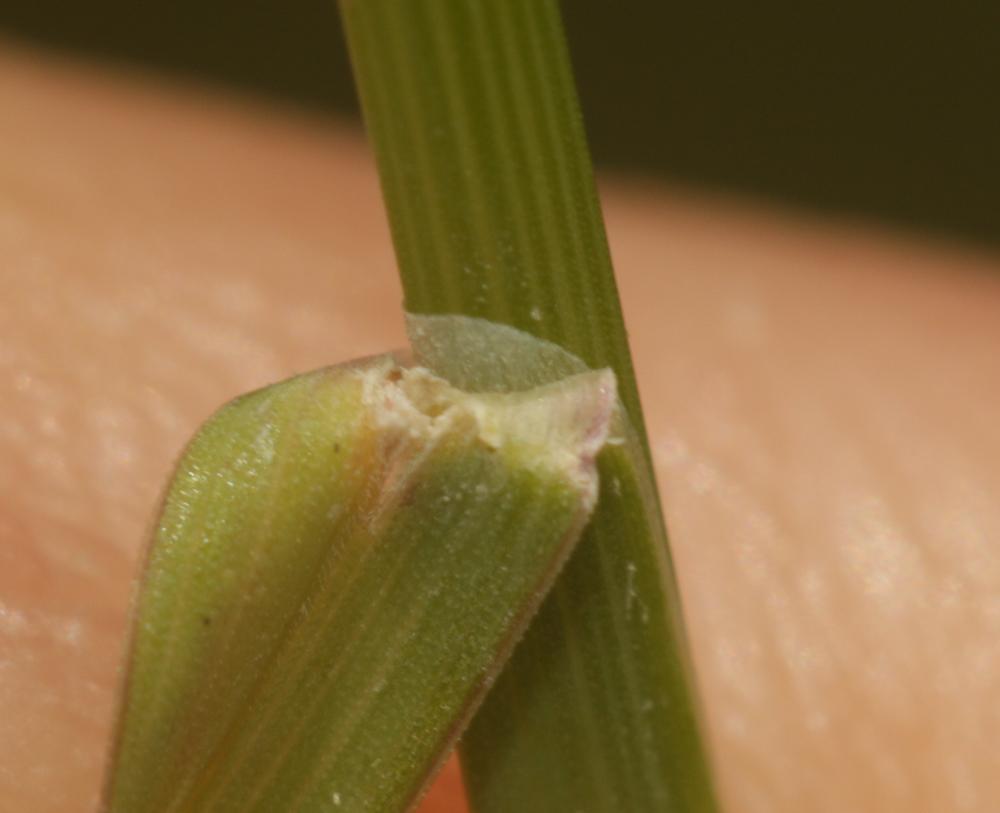 Pâturin comprimé, Pâturin à tiges aplaties Poa compressa L., 1753