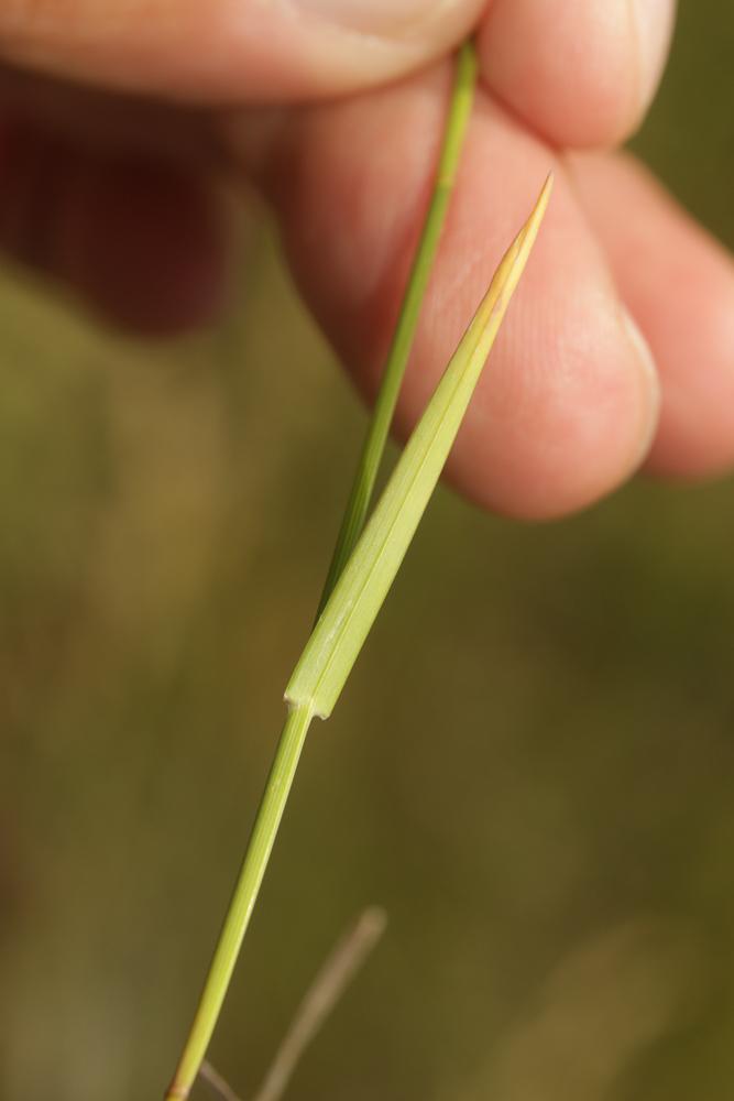Pâturin comprimé, Pâturin à tiges aplaties Poa compressa L., 1753