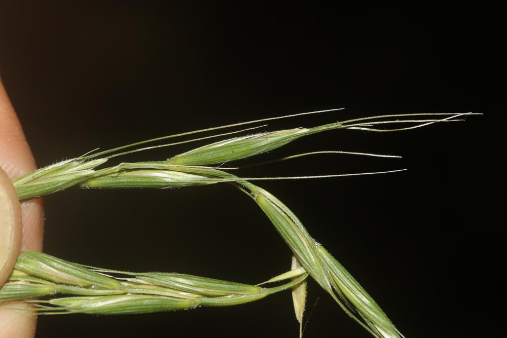 Froment des haies Elymus caninus (L.) L., 1755