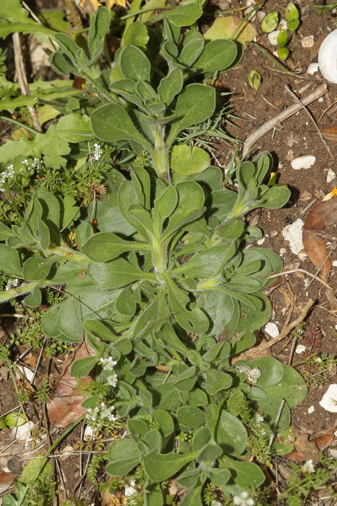 Silène d'Italie Silene italica (L.) Pers., 1805