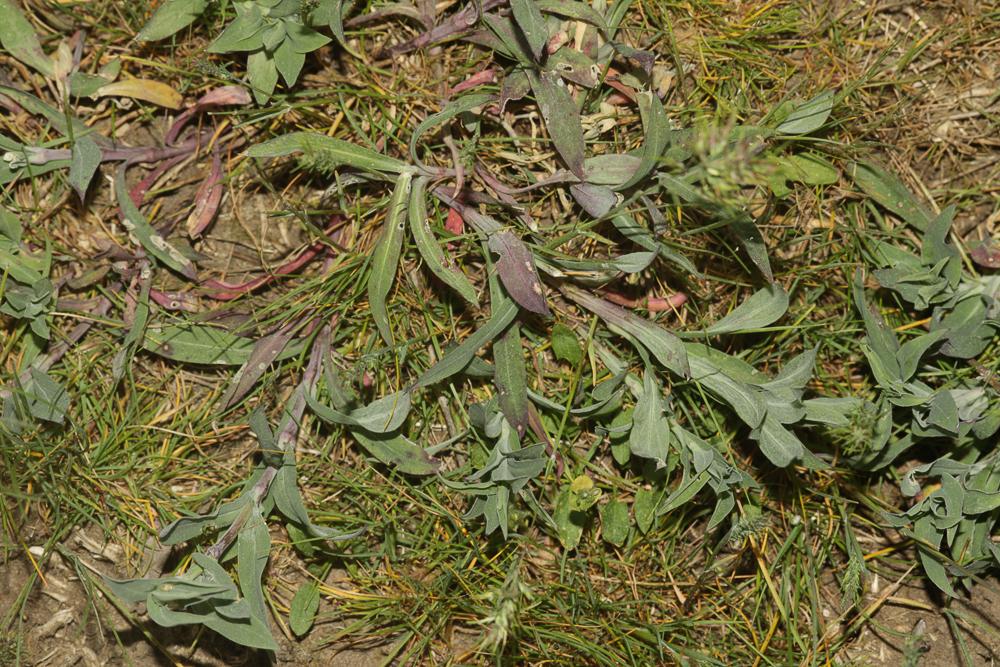 Silène enflé, Tapotte Silene vulgaris (Moench) Garcke, 1869