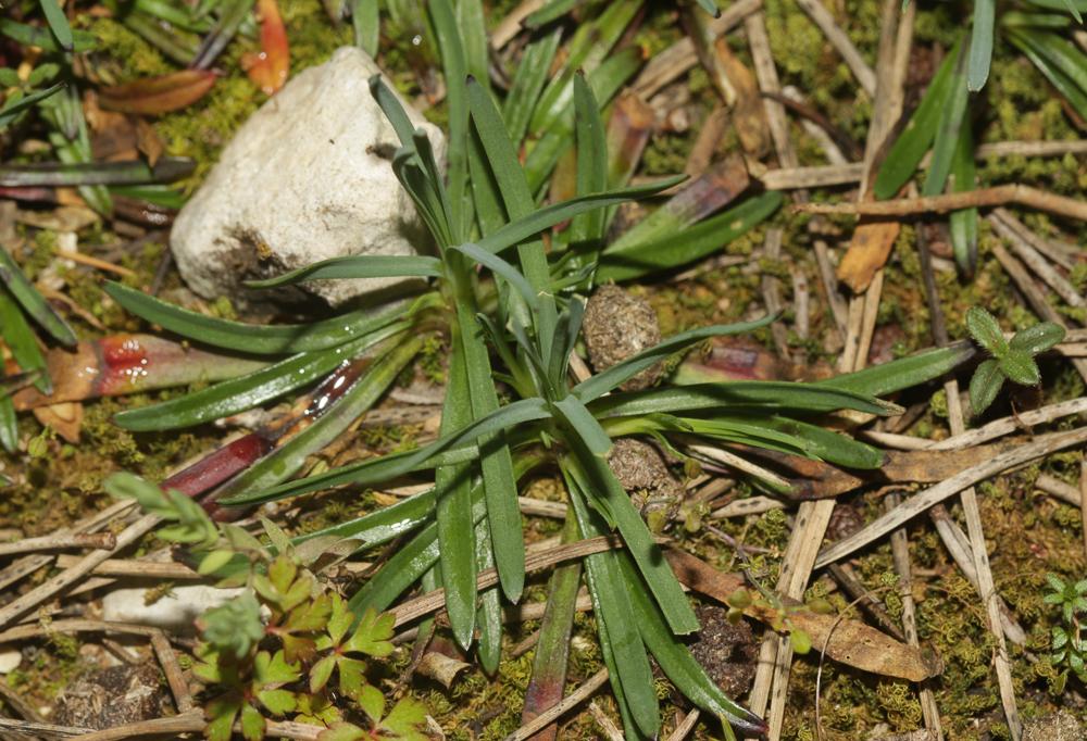 Oeillet prolifère, Petrorhagie prolifère Petrorhagia prolifera (L.) P.W.Ball & Heywood, 1964