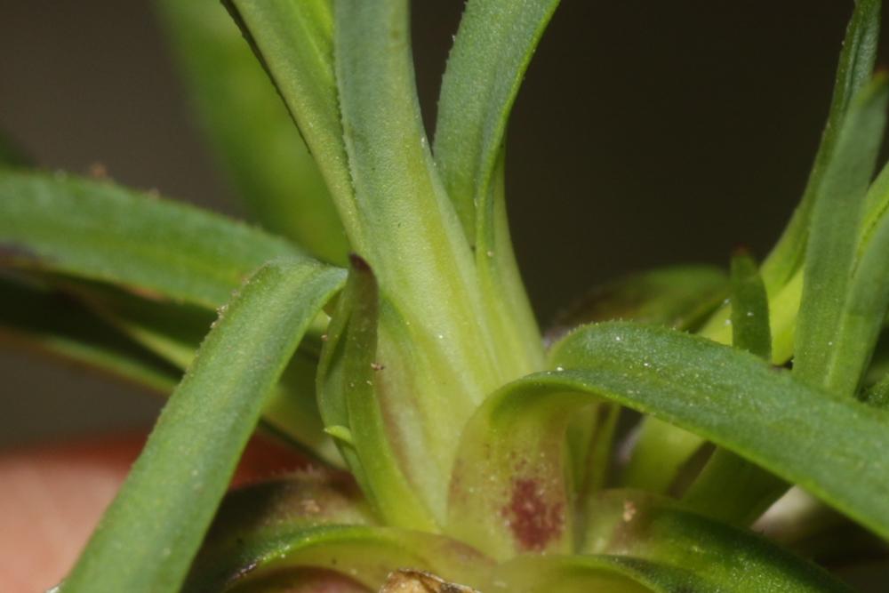 Oeillet prolifère, Petrorhagie prolifère Petrorhagia prolifera (L.) P.W.Ball & Heywood, 1964