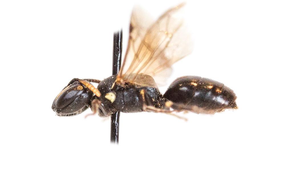  Hylaeus kahri Förster, 1871