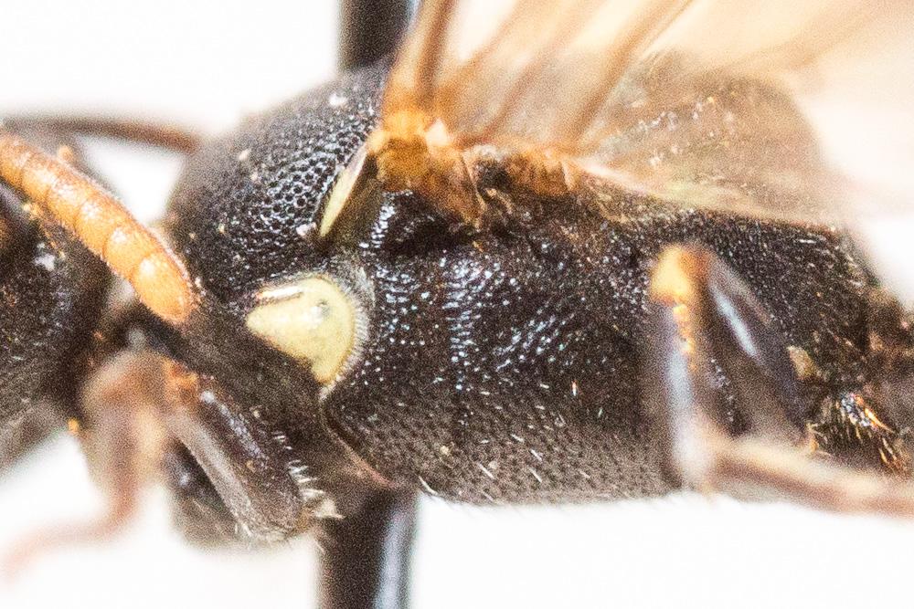 Hylaeus kahri Förster, 1871