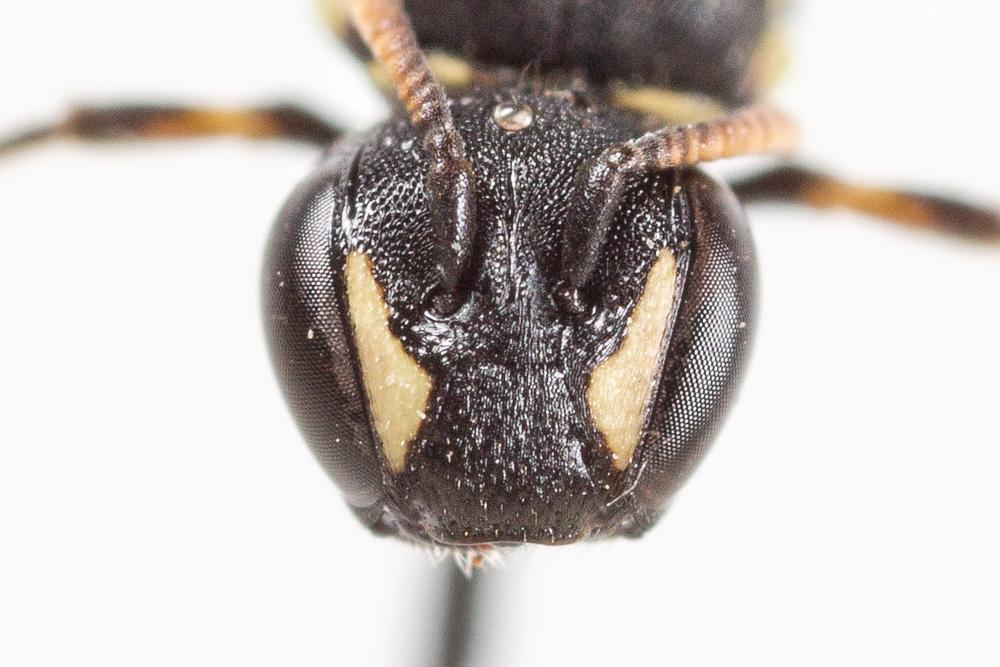  Hylaeus kahri Förster, 1871