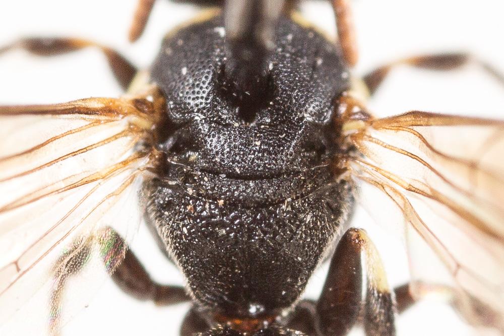  Hylaeus kahri Förster, 1871