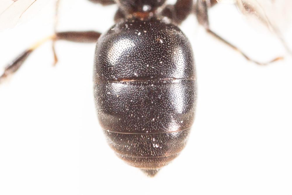  Hylaeus kahri Förster, 1871