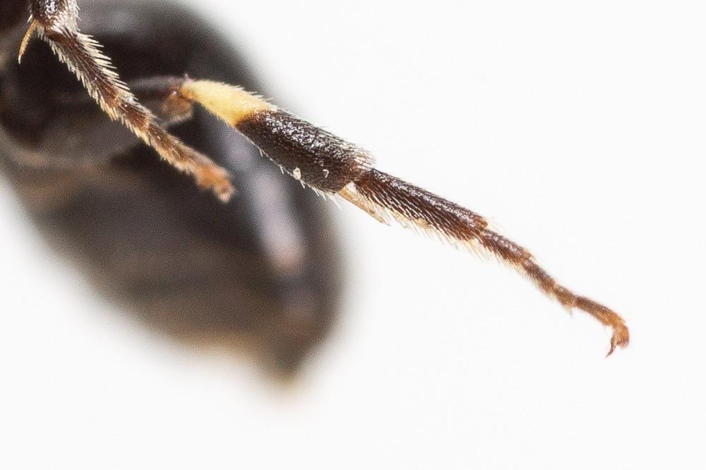 Hylaeus kahri Förster, 1871