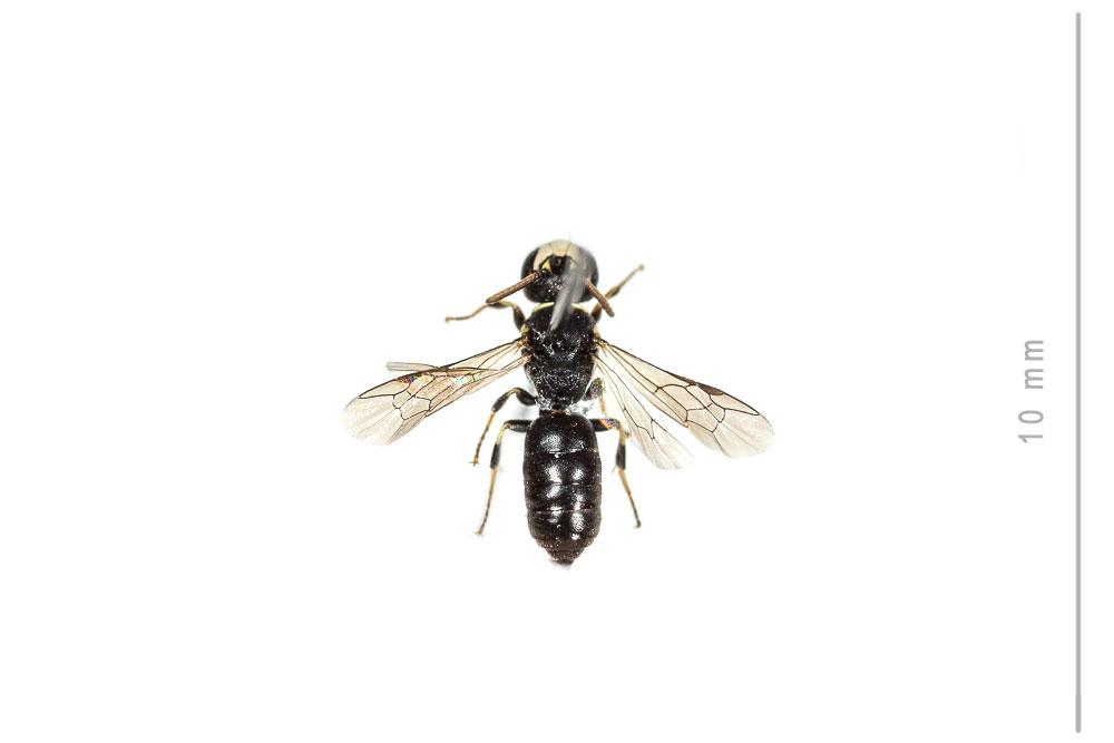 Hylaeus intermedius Förster, 1871