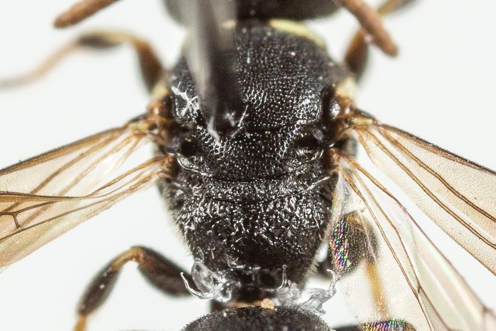 Hylaeus intermedius Förster, 1871