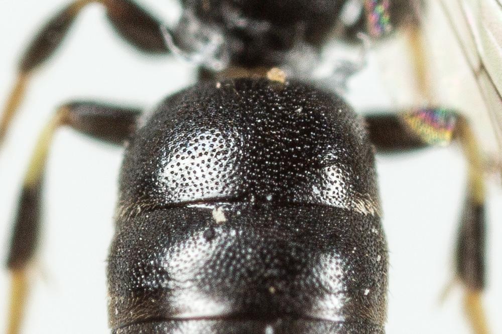 Hylaeus intermedius Förster, 1871