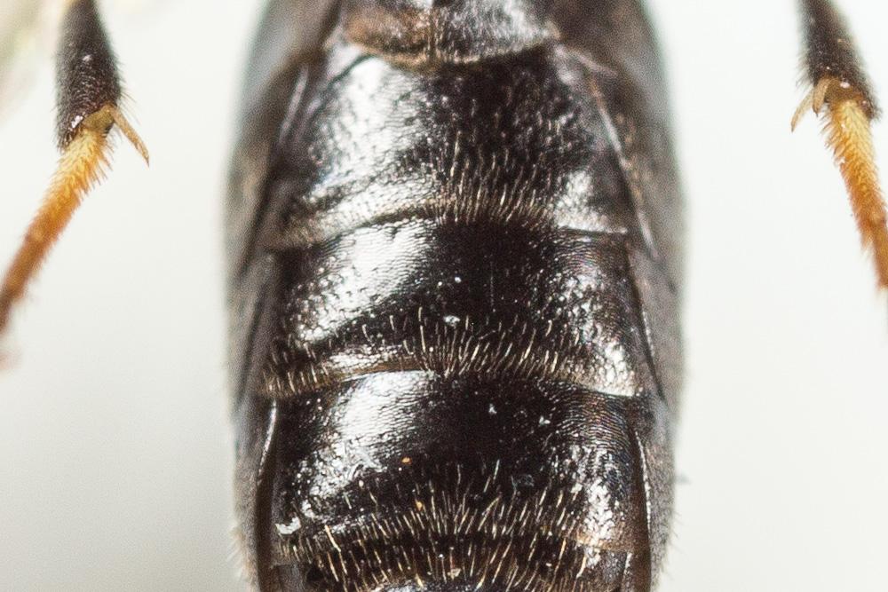 Hylaeus intermedius Förster, 1871