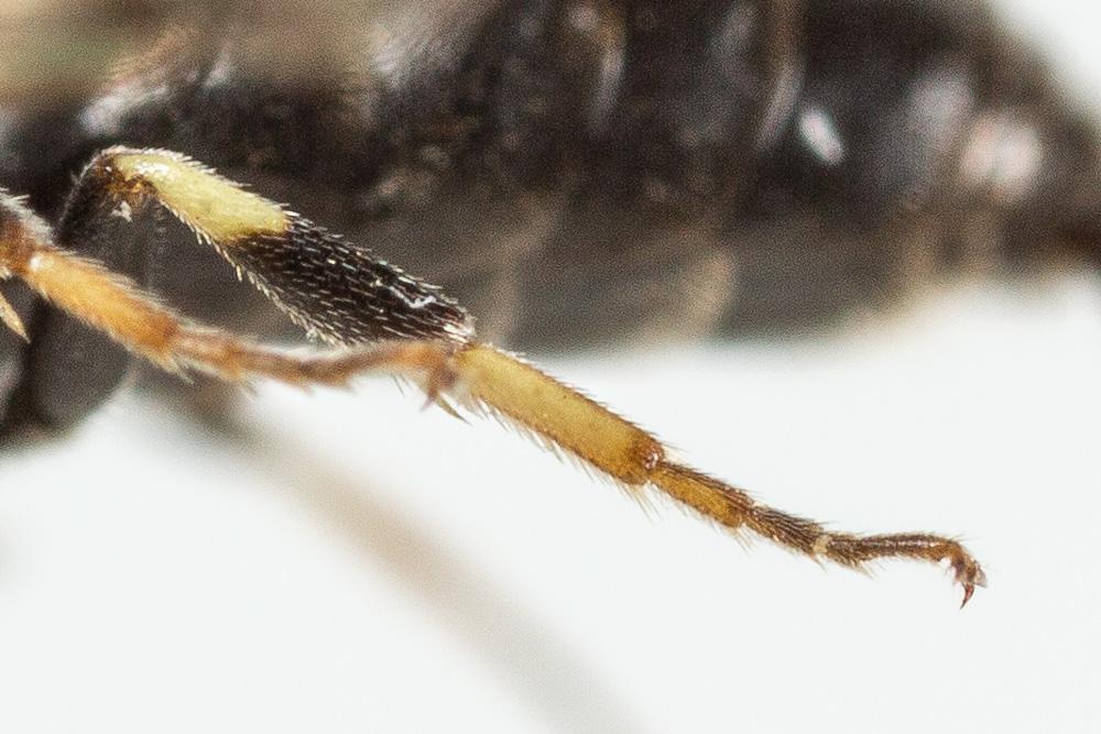 Hylaeus intermedius Förster, 1871