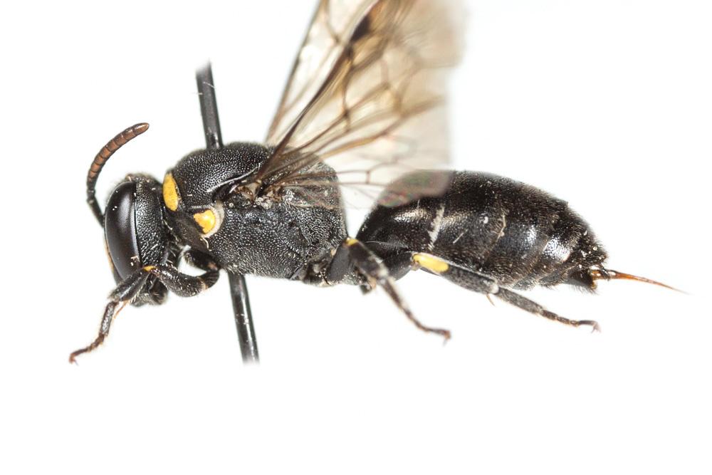  Hylaeus incongruus Förster, 1871