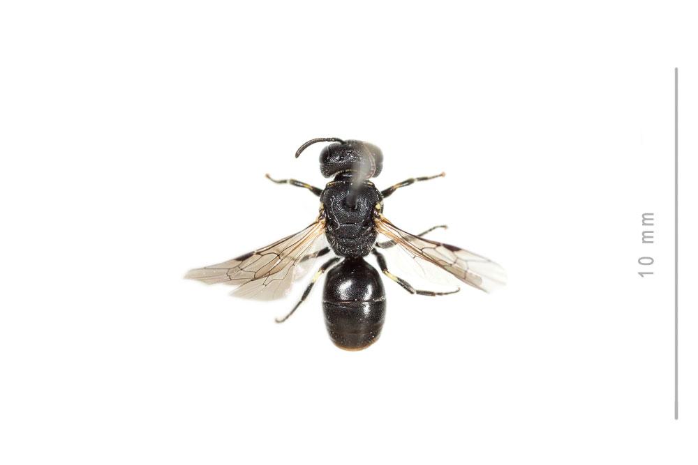 Hylaeus gredleri Förster, 1871