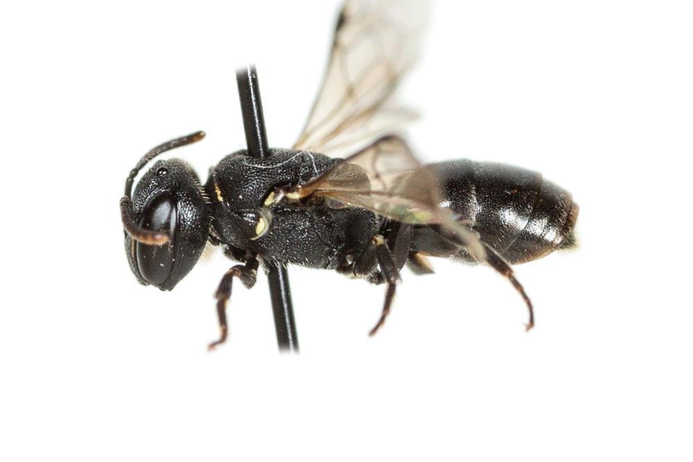 Hylaeus gredleri Förster, 1871