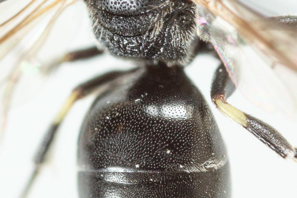 Hylaeus gredleri Förster, 1871